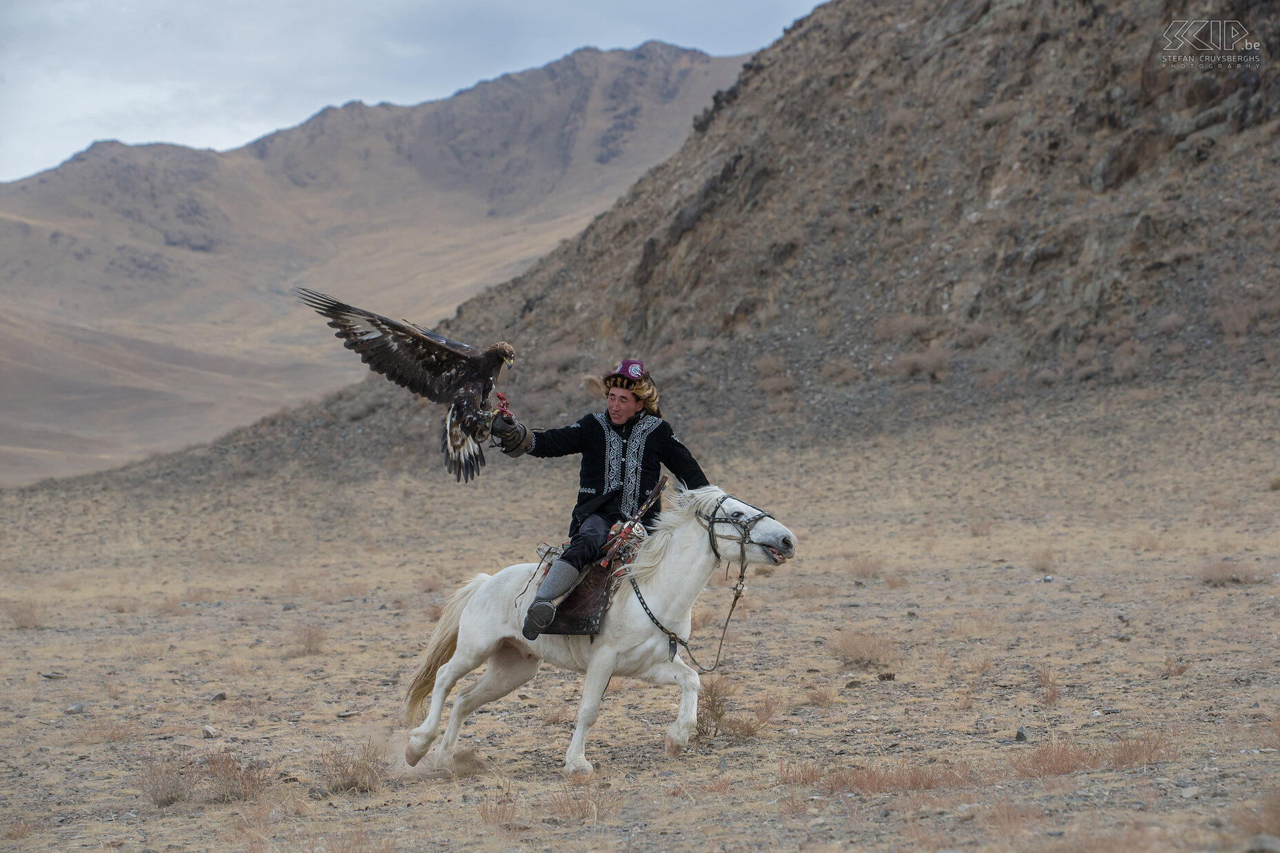 Ulgii - Golden Eagle Festival - Eerste wedstrijd Er zijn verschillende boeiende wedstrijden. Tijdens de eerste wedstrijd wordt elke steenarend  vrijgelaten vanaf de top van een berg en moet de vogel het vlees vangen dat de jager vasthoudt op z’n galopperend paard. De adelaar en de jager communiceren en roepen naar elkaar. Op volle snelheid vliegt de arend naar de jager. Als de arend het vlees te pakken krijgt, komen ze beiden weer helemaal tot rust. De snelste arend en jager winnen de wedstrijd. Stefan Cruysberghs